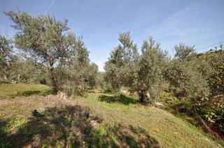 Αγροτεμάχια 9.850 τ.μ. για πώληση, Αργολίδα, Επίδαυρος-thumb-6