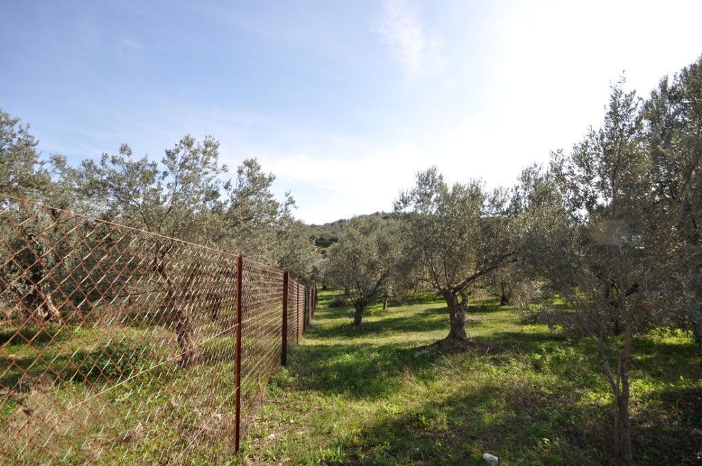 Αγροτεμάχια 9.850 τ.μ. προς πώληση, Δήμαινα