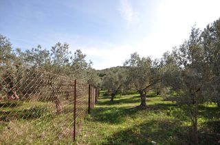 Αγροτεμάχια 9.850 τ.μ. για πώληση, Αργολίδα, Επίδαυρος-thumb-4