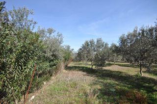 Αγροτεμάχια 9.850 τ.μ. για πώληση, Αργολίδα, Επίδαυρος-thumb-2