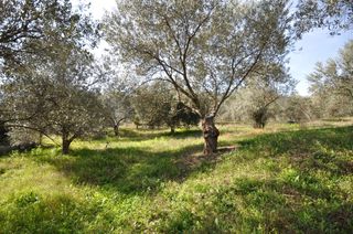 Αγροτεμάχια 9.850 τ.μ. για πώληση, Αργολίδα, Επίδαυρος-thumb-8