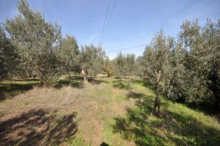 Αγροτεμάχια 9.850 τ.μ. για πώληση, Αργολίδα, Επίδαυρος-thumb-10