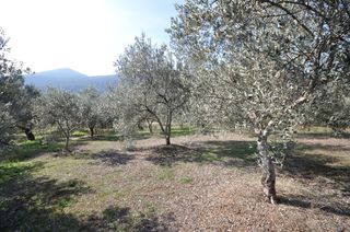 Αγροτεμάχια 9.850 τ.μ. για πώληση, Αργολίδα, Επίδαυρος-thumb-14