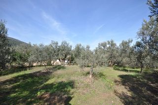 Αγροτεμάχια 9.850 τ.μ. για πώληση, Αργολίδα, Επίδαυρος-thumb-1