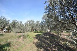 Αγροτεμάχια 9.850 τ.μ. για πώληση, Αργολίδα, Επίδαυρος-thumb-13