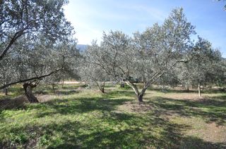 Αγροτεμάχια 9.850 τ.μ. για πώληση, Αργολίδα, Επίδαυρος-thumb-11