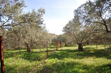 Αγροτεμάχια 9.850τ.μ. για πώληση-Επίδαυρος