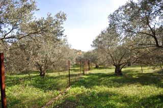 Αγροτεμάχια 9.850 τ.μ. για πώληση
