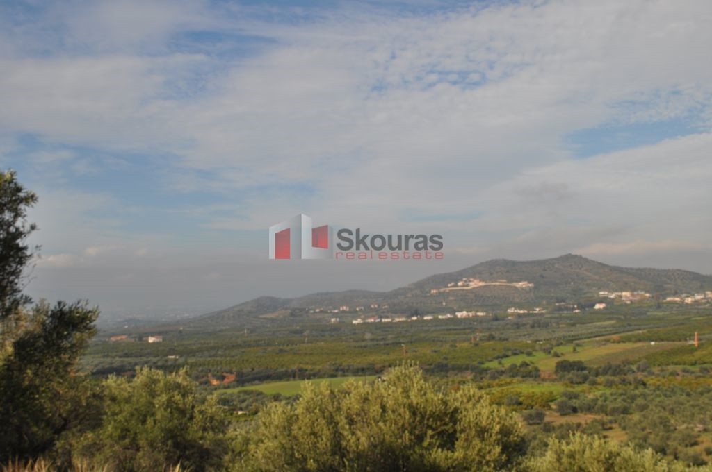 Αγροτεμάχια 4.253 τ.μ. προς πώληση, Προφήτης Ηλίας Νέας Τίρυνθας