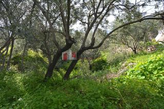 Οικόπεδο 1.049 τ.μ. για πώληση, Αρκαδία, Απόλλωνας-thumb-5