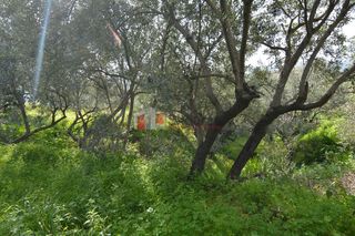 Οικόπεδο 1.049 τ.μ. για πώληση, Αρκαδία, Απόλλωνας-thumb-6