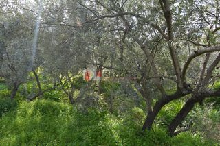 Οικόπεδο 1.049 τ.μ. για πώληση, Αρκαδία, Απόλλωνας-thumb-11