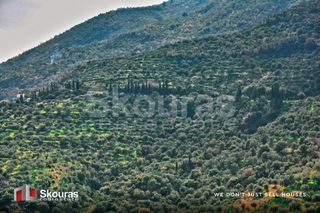 Αγροτεμάχια 10.000 τ.μ. προς πώληση, Τυρός-thumb-19