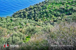 Αγροτεμάχια 10.000 τ.μ. προς πώληση, Τυρός-thumb-18