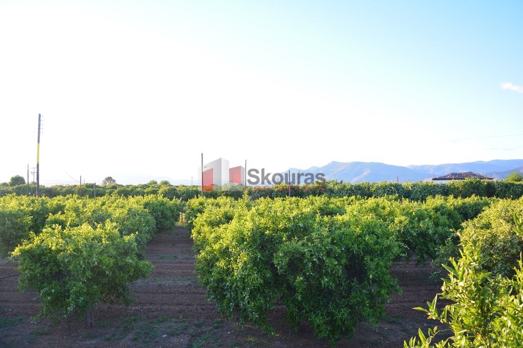 Αγροτεμάχια 5.380 τ.μ. προς πώληση, Τίρυνθα