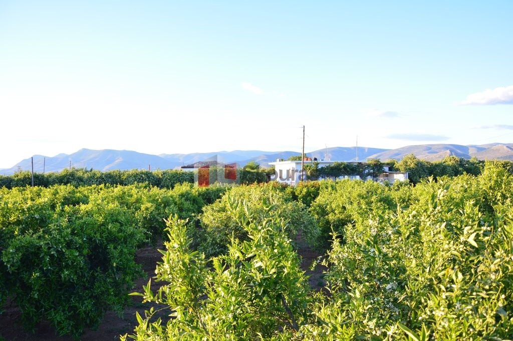 Αγροτεμάχια 5.380 τ.μ. προς πώληση, Τίρυνθα