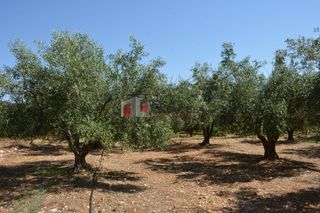 Αγροτεμάχια 4.000 τ.μ. για πώληση, Αργολίδα, Λέρνα-thumb-8