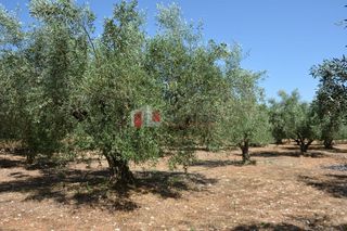 Αγροτεμάχια 4.000 τ.μ. για πώληση, Αργολίδα, Λέρνα-thumb-20