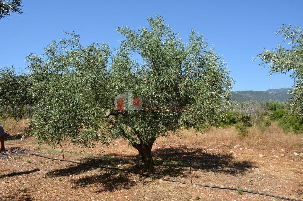 Αγροτεμάχια 4.000 τ.μ. προς πώληση, Κιβέρι