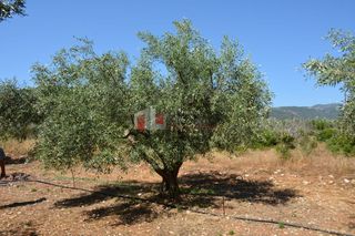 Αγροτεμάχια 4.000 τ.μ. για πώληση, Αργολίδα, Λέρνα-thumb-4