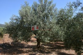 Αγροτεμάχια 4.000 τ.μ. για πώληση, Αργολίδα, Λέρνα-thumb-14