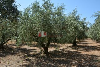 Αγροτεμάχια 4.000 τ.μ. για πώληση, Αργολίδα, Λέρνα-thumb-2