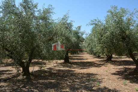 Αγροτεμάχια 4.000τ.μ. για πώληση-Λέρνα