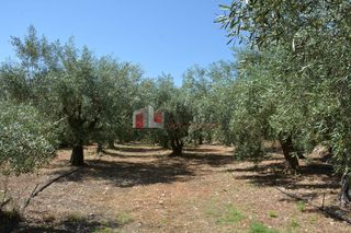 Αγροτεμάχια 4.000 τ.μ. για πώληση, Αργολίδα, Λέρνα-thumb-19