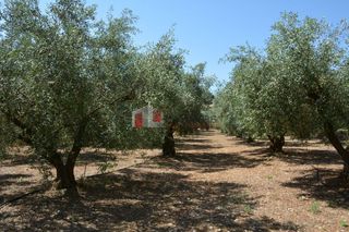 Αγροτεμάχια 4.000 τ.μ. για πώληση, Αργολίδα, Λέρνα-thumb-1