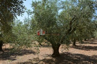 Αγροτεμάχια 4.000 τ.μ. για πώληση, Αργολίδα, Λέρνα-thumb-9