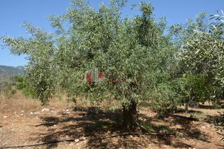 Αγροτεμάχια 4.000 τ.μ. για πώληση, Αργολίδα, Λέρνα-thumb-6