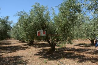 Αγροτεμάχια 4.000 τ.μ. για πώληση, Αργολίδα, Λέρνα-thumb-3