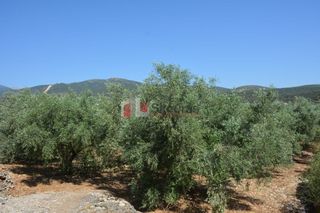Αγροτεμάχια 4.000 τ.μ. για πώληση, Αργολίδα, Λέρνα-thumb-10