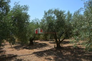 Αγροτεμάχια 4.000 τ.μ. για πώληση, Αργολίδα, Λέρνα-thumb-7