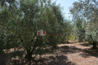 Αγροτεμάχια 4.000 τ.μ. για πώληση, Αργολίδα, Λέρνα-thumb-17