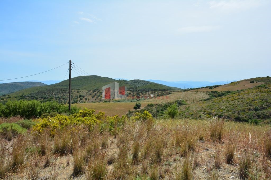 Αγροτεμάχια 6.000 τ.μ. προς πώληση, Νέο Ροεινό