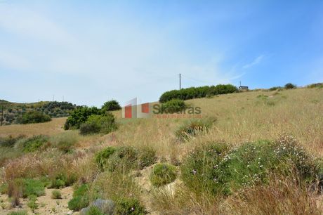 Αγροτεμάχια 6.000τ.μ. για πώληση-Νέα τίρυνθα