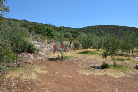 Αγροτεμάχια 5.800τ.μ. για πώληση-Επίδαυρος