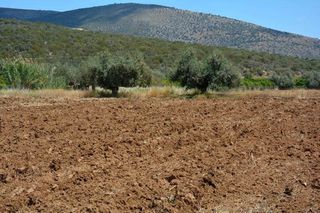 Αγροτεμάχια 4.200 τ.μ. για πώληση, Αργολίδα, Ασίνη-thumb-9