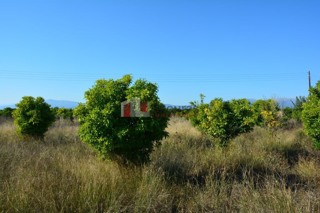 Αγροτεμάχια 7.500 τ.μ. προς πώληση, Δαλαμανάρα