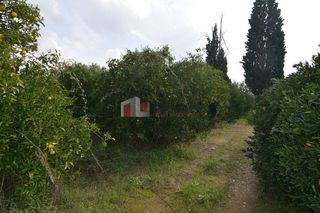 Αγροτεμάχια 14.500 τ.μ. για πώληση, Αργολίδα, Μιδέα-thumb-8