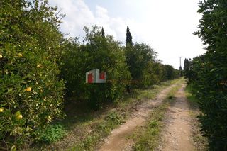 Αγροτεμάχια 14.500 τ.μ. για πώληση, Αργολίδα, Μιδέα-thumb-6