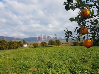 Αγροτεμάχια 5.000 τ.μ. για πώληση, Αργολίδα, Μιδέα-thumb-6