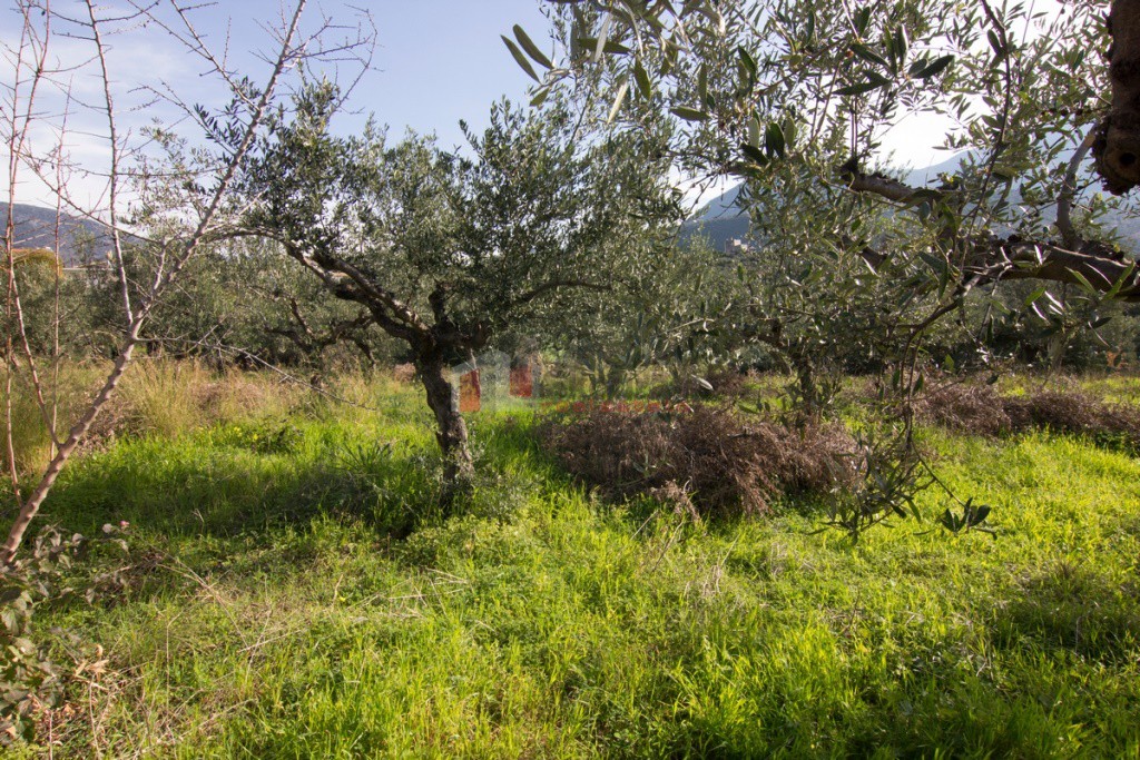 Οικόπεδο 1.050 τ.μ. προς πώληση, Ρίγκλια