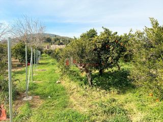 Αγροτεμάχια 4.838 τ.μ. για πώληση, Αργολίδα, Ασίνη-thumb-8