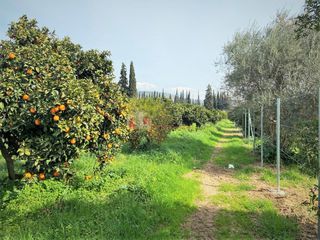Αγροτεμάχια 4.838 τ.μ. για πώληση, Αργολίδα, Ασίνη-thumb-3