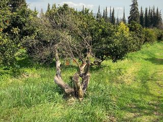 Αγροτεμάχια 4.838 τ.μ. για πώληση, Αργολίδα, Ασίνη-thumb-15