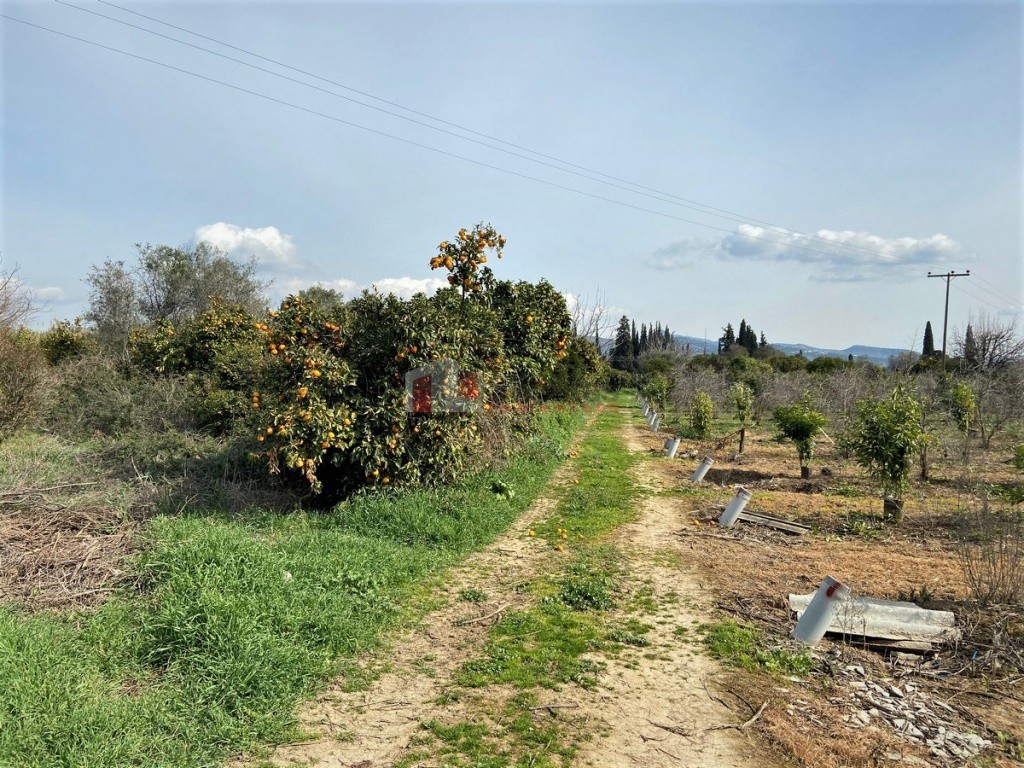Αγροτεμάχια 4.838 τ.μ. προς πώληση, Κέντρο Ασίνης