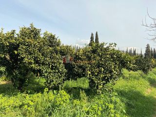Αγροτεμάχια 4.838 τ.μ. για πώληση, Αργολίδα, Ασίνη-thumb-4
