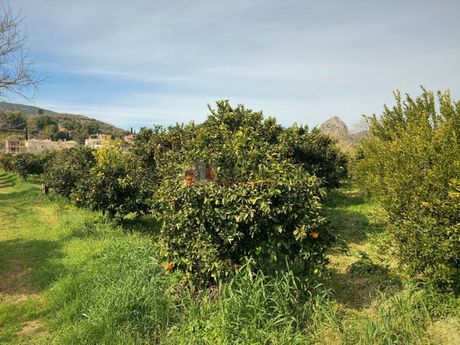 Αγροτεμάχια 4.838τ.μ. για πώληση-Ασίνη